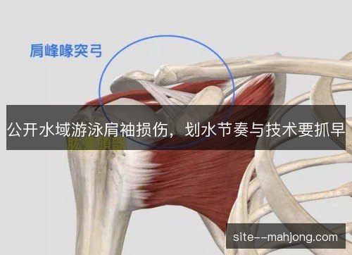公开水域游泳肩袖损伤，划水节奏与技术要抓早